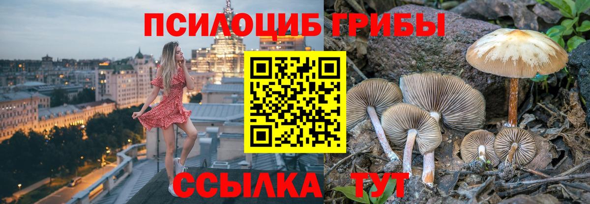 Галлюциногенные грибы Psilocybine cubensis Грязи